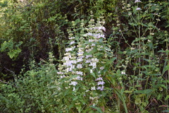 Collinsia