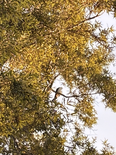 Swallow-tailed Kite