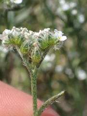Cryptantha pterocarya purpusii