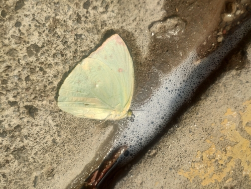 Phoebis statira statira