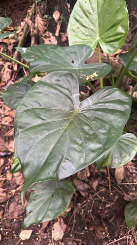 Alocasia observed 2026-06-26