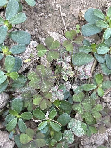 Creeping Woodsorrel