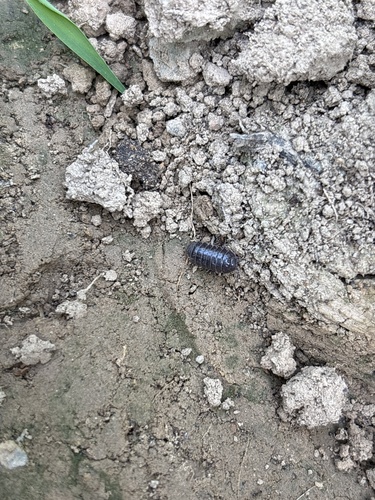 Common Pill Woodlouse