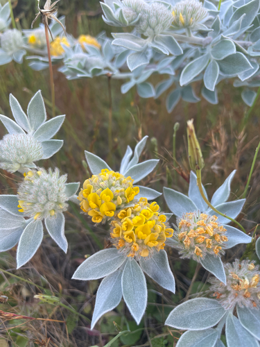 Acmispon argophyllus, photograph 4