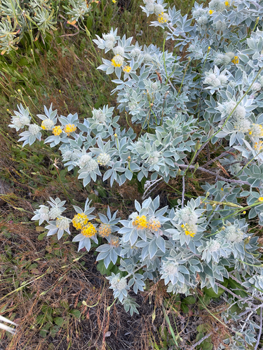 Acmispon argophyllus, photograph 5