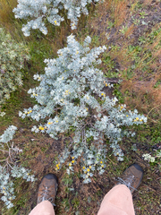 Acmispon argophyllus, photograph (c) mel letterman, some rights reserved (CC BY)