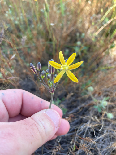 Bloomeria crocea, photograph 4