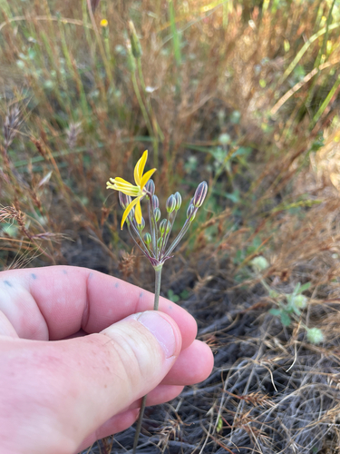 Bloomeria crocea, photograph 5
