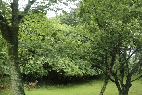 Sika Deer