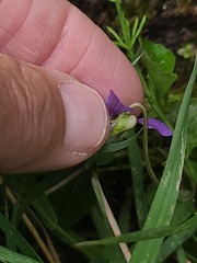 Viola nephrophylla, photograph author not stated, no rights reserved
