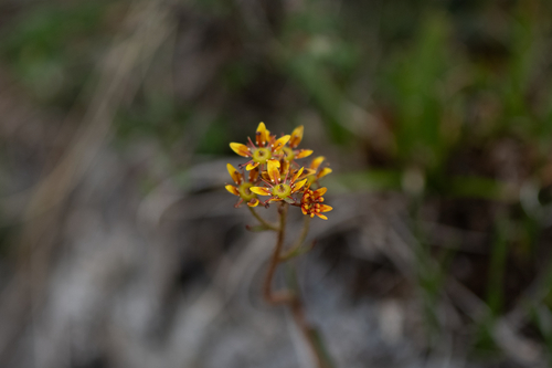 Saxifraga tangutica