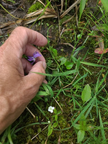 Viola nephrophylla, photograph 6