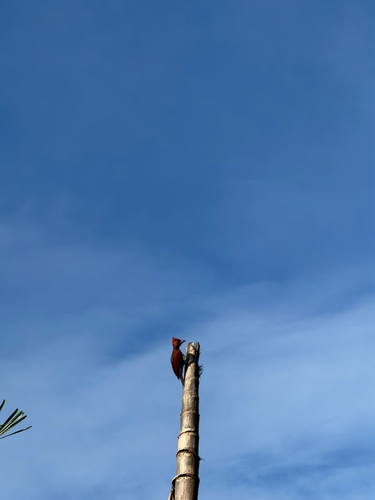 Banded Woodpecker