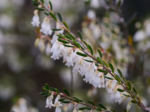 Styphelia pendula observed 2026-06-25