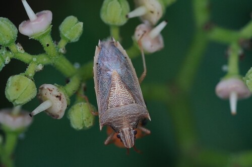 Rice Stink Bug