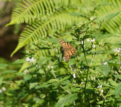 Heteronympha banksii