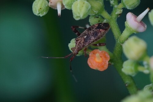Clouded Plant Bug
