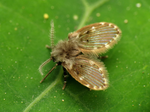 Drain fly