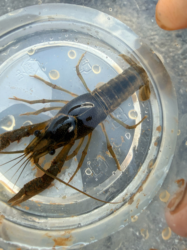 Red Swamp Crayfish