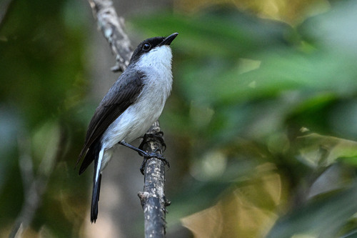 Mangrove Robin (Melanodryas pulverulenta), photo 7