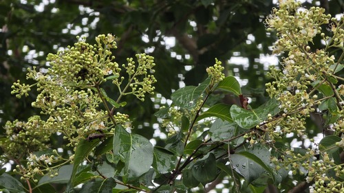 Lagerstroemia subcostata (Lagerstroemia subcostata)