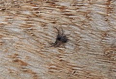 Tharpyna campestrata