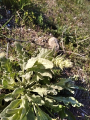 Verbascum undulatum