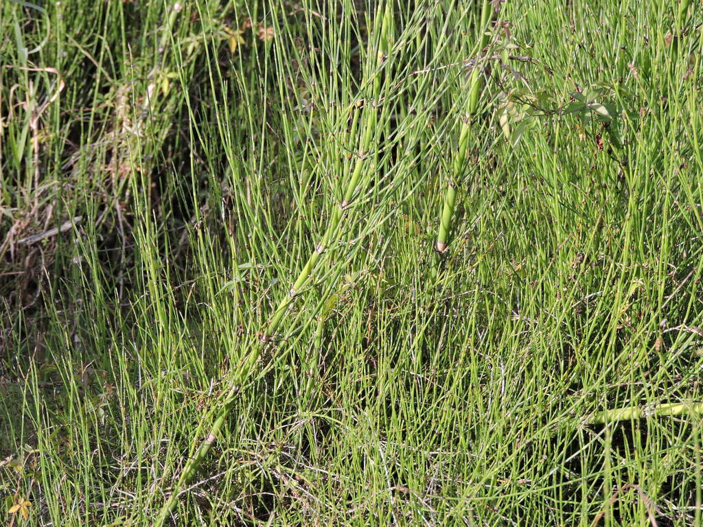 Equisetum giganteum; photograph (c) Fabrício Mil Homens Riella, some rights reserved (CC BY)