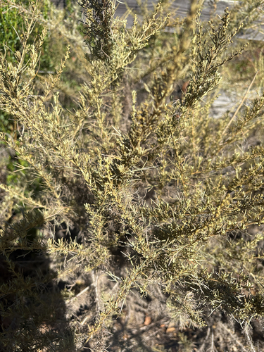 iNaturalist observation photo of California sagebrush