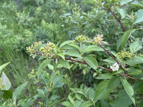 red osier dogwood
