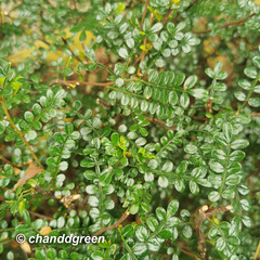 Zanthoxylum beecheyanum