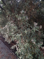 Olearia angulata