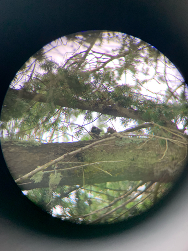 Chestnut-backed Chickadee