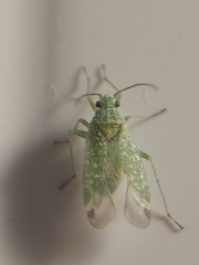 Orthotylus
