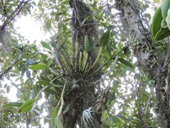 Cattleya intermedia, photograph (c) Fabrício Mil Homens Riella, some rights reserved (CC BY)