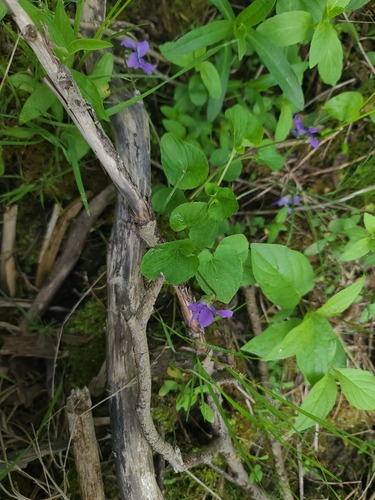 Viola nephrophylla, photograph 3