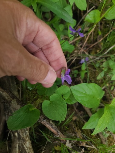 Viola nephrophylla, photograph 2