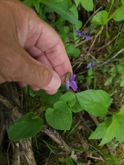 Viola nephrophylla, photograph author not stated, no rights reserved