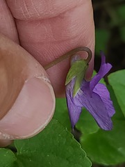 Viola nephrophylla, photograph author not stated, no rights reserved