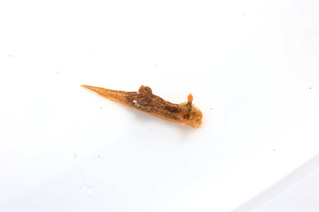 Palio amakusana
