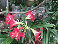 Hippeastrum