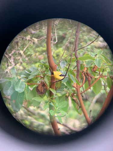 American Goldfinch