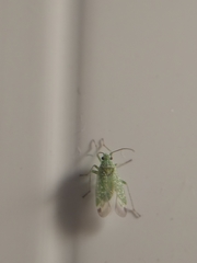 Orthotylus