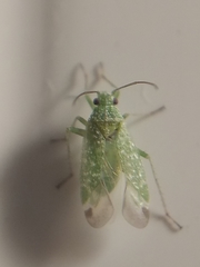 Orthotylus