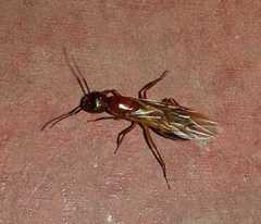 Camponotus
