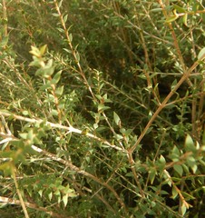 Melaleuca acuminata