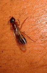 Camponotus