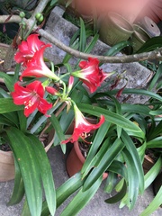 Hippeastrum