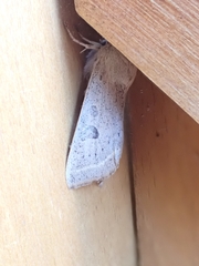 Orthosia gracilis