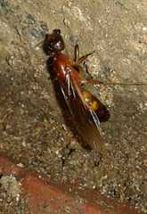 Camponotus